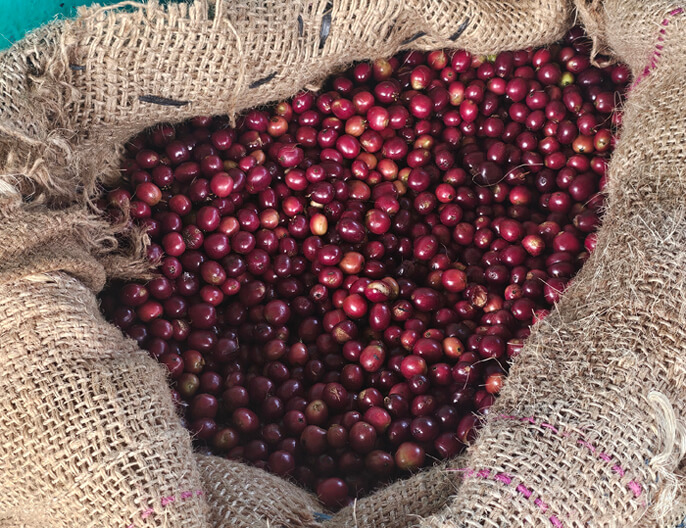Cerises de cafÃ© des coopÃ©ratives HOMA et LAYO TARAGA en Ethiopie